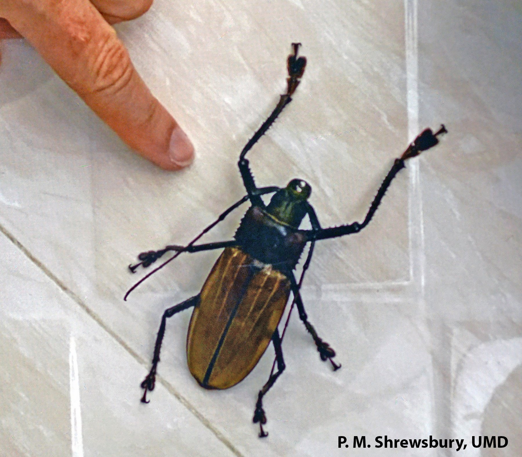 Picking up good vibrations from big Bornean beetles: flat-faced